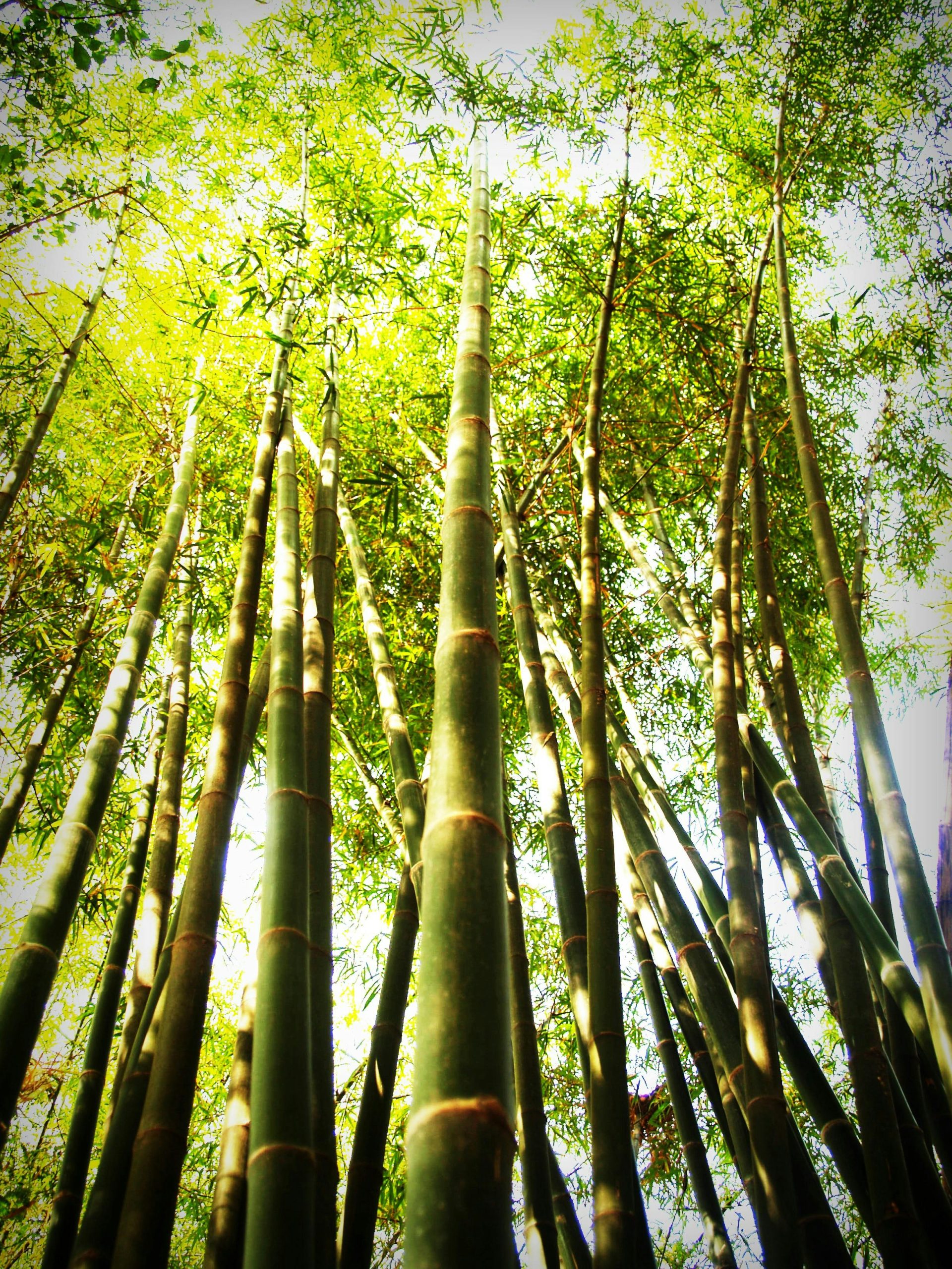 Mature bamboo culms rising into the canopy