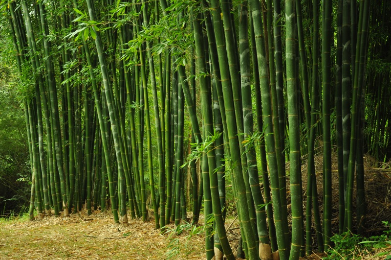 A stand of straight green bamboo culms in an open grove